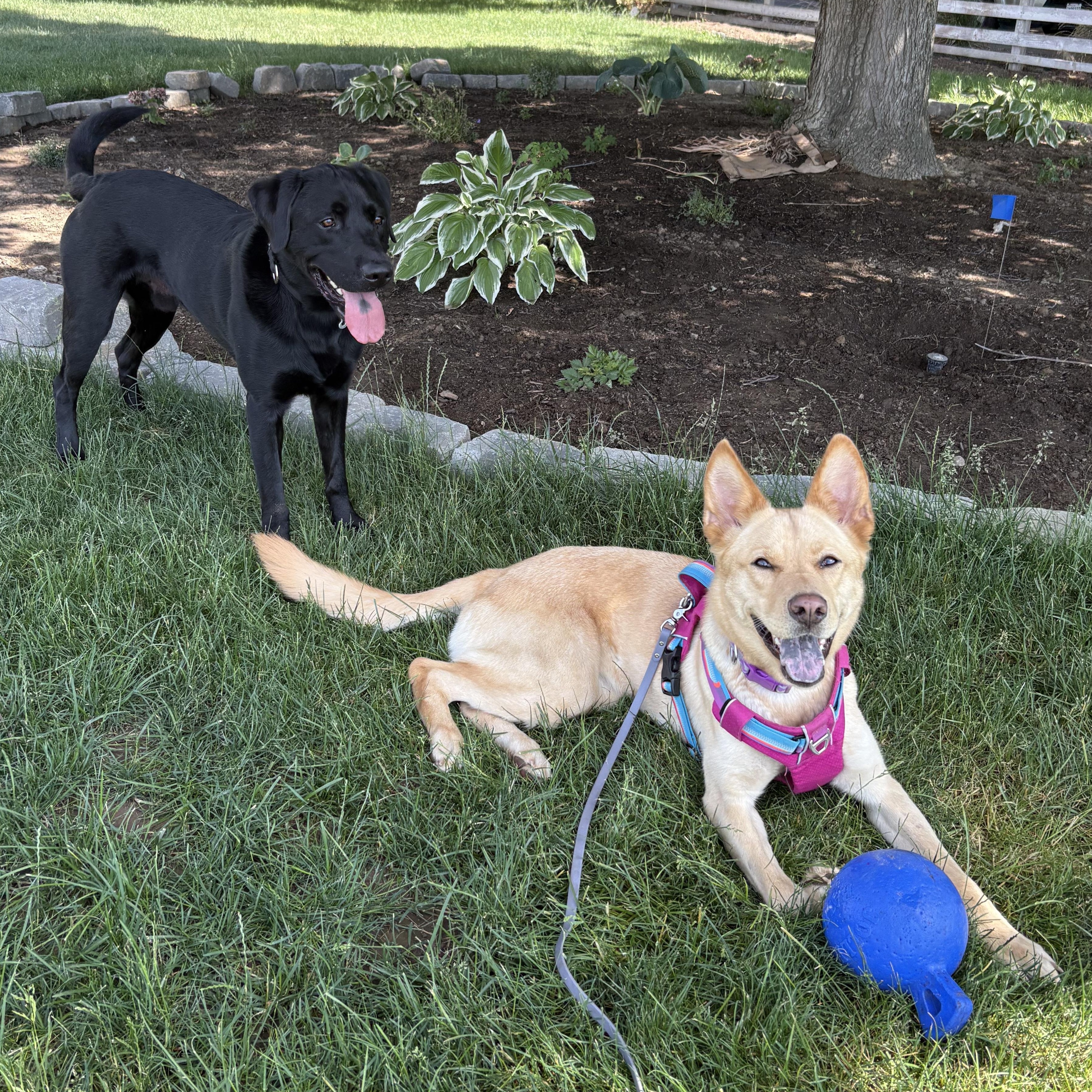 Enlarge Ms. Gorgeous Charlotte, a Adoptable mixed breed in Ridgefield, WA image 4/5