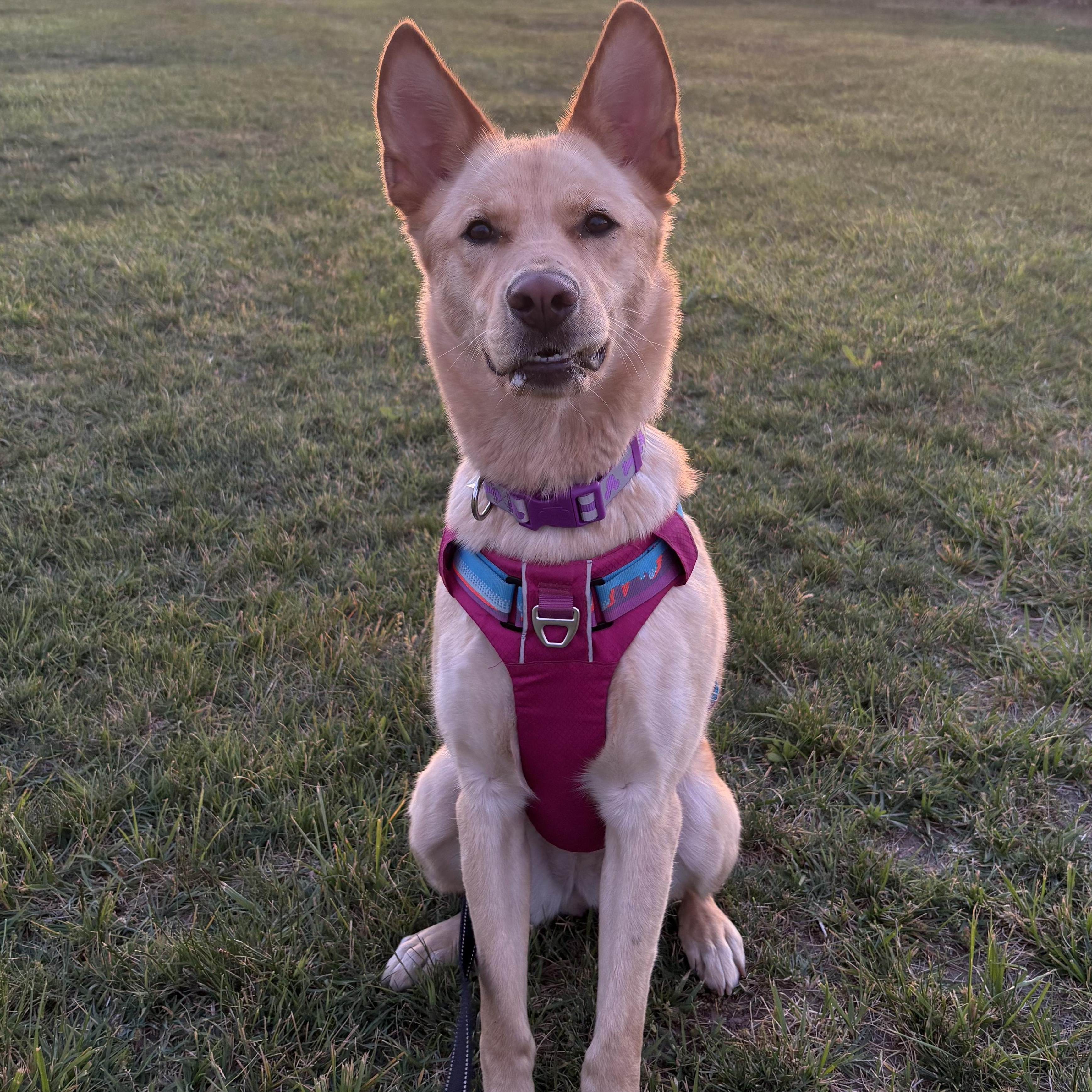Enlarge Ms. Gorgeous Charlotte, a Adoptable mixed breed in Ridgefield, WA image 5/5