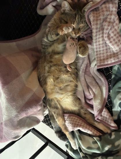 Enlarge Winifred, a Adoptable mixed breed in Columbus, IN image 1/3