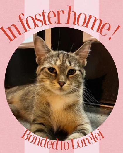 Enlarge Winifred, a Adoptable mixed breed in Columbus, IN image 2/3