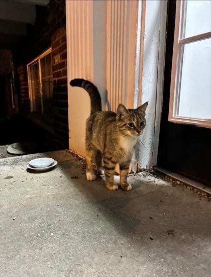 Enlarge Winifred, a Adoptable mixed breed in Columbus, IN image 3/3