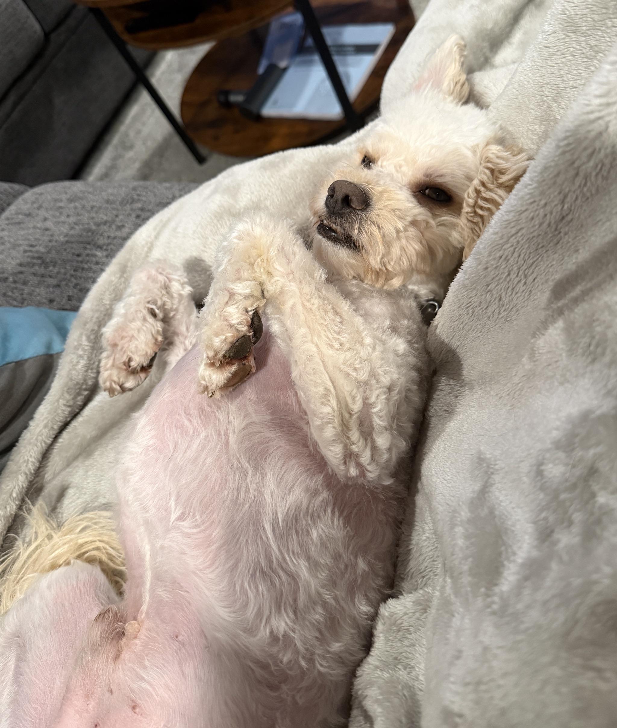Enlarge Toto, a Adoptable Miniature Poodle in Denver, CO image 2/3