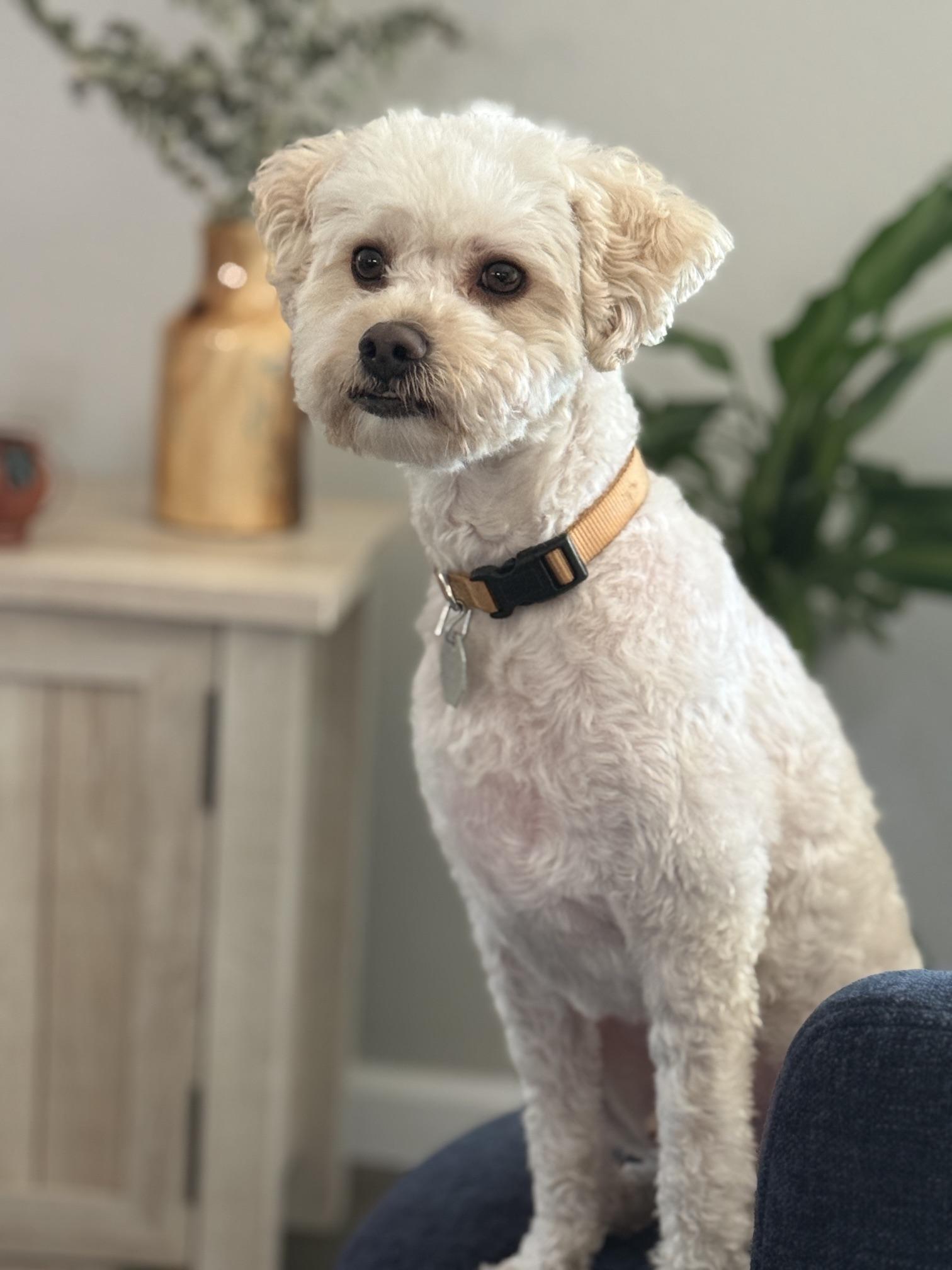 Enlarge Toto, a Adoptable Miniature Poodle in Denver, CO image 3/3