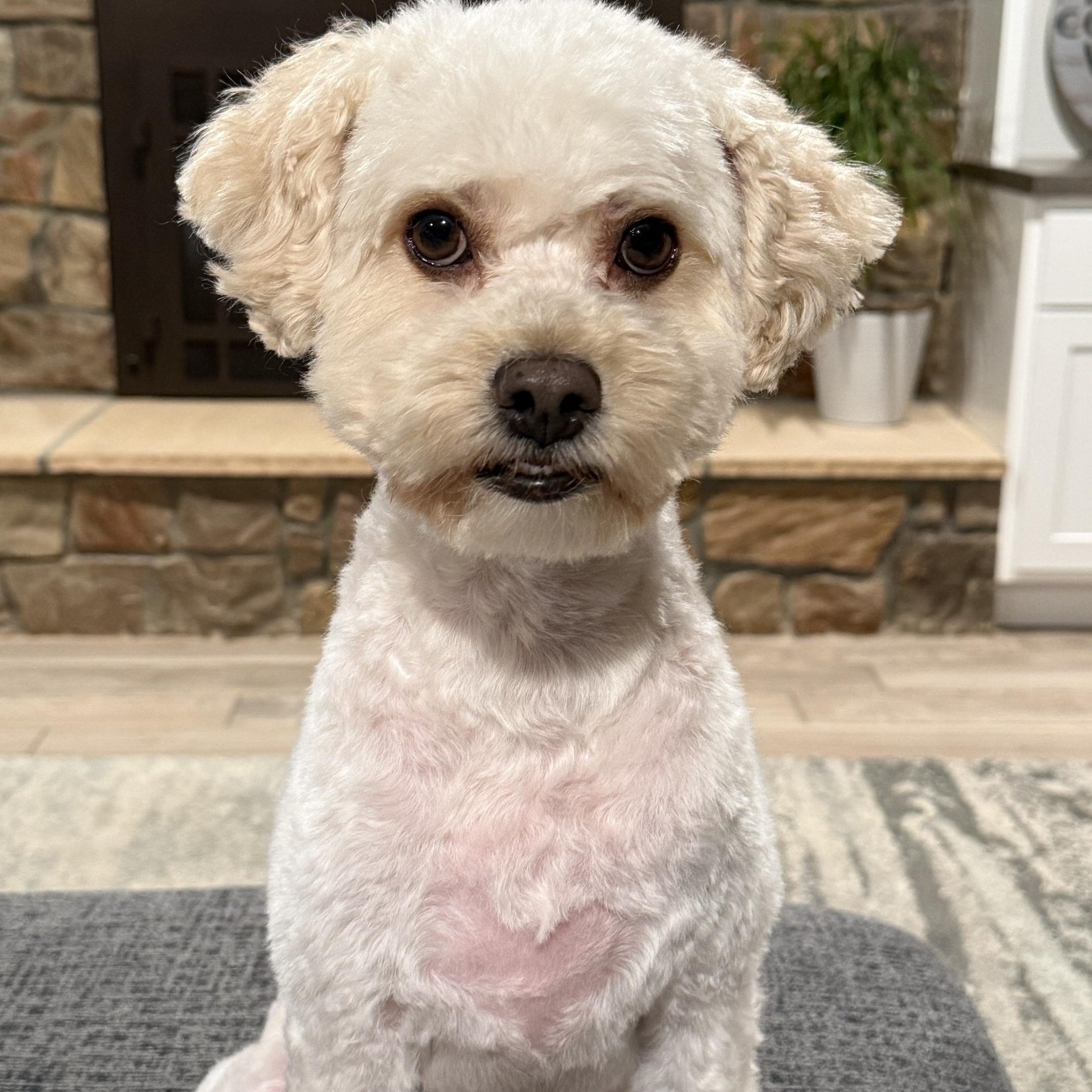 Enlarge Toto, a Adoptable Miniature Poodle in Denver, CO image 1/3