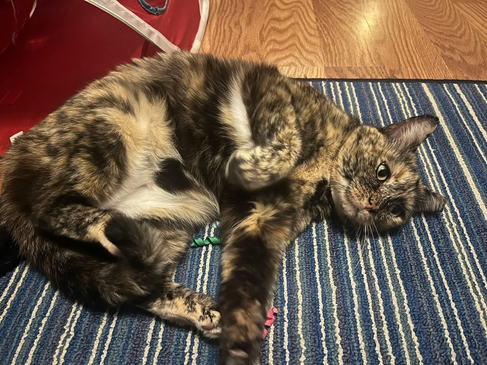 Cleo, Adoptable, Adult Female Domestic Short Hair.