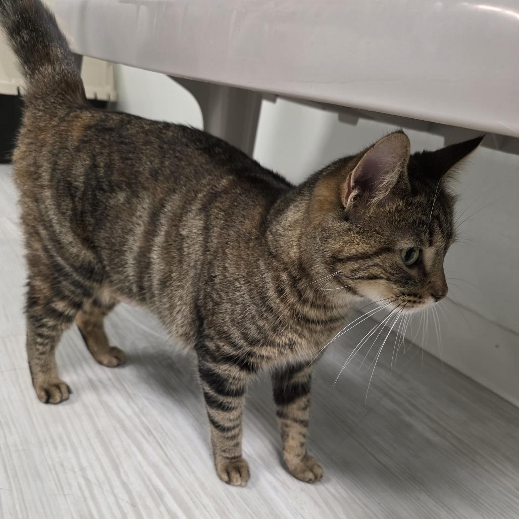 Bonnie, Adoptable, Adult Female Domestic Short Hair.