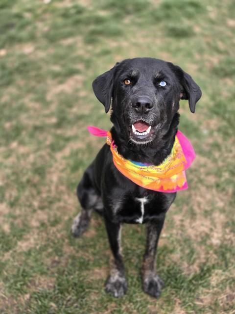 TRIXIE, Adoptable, Adult Female Labrador Retriever & Mixed Breed.