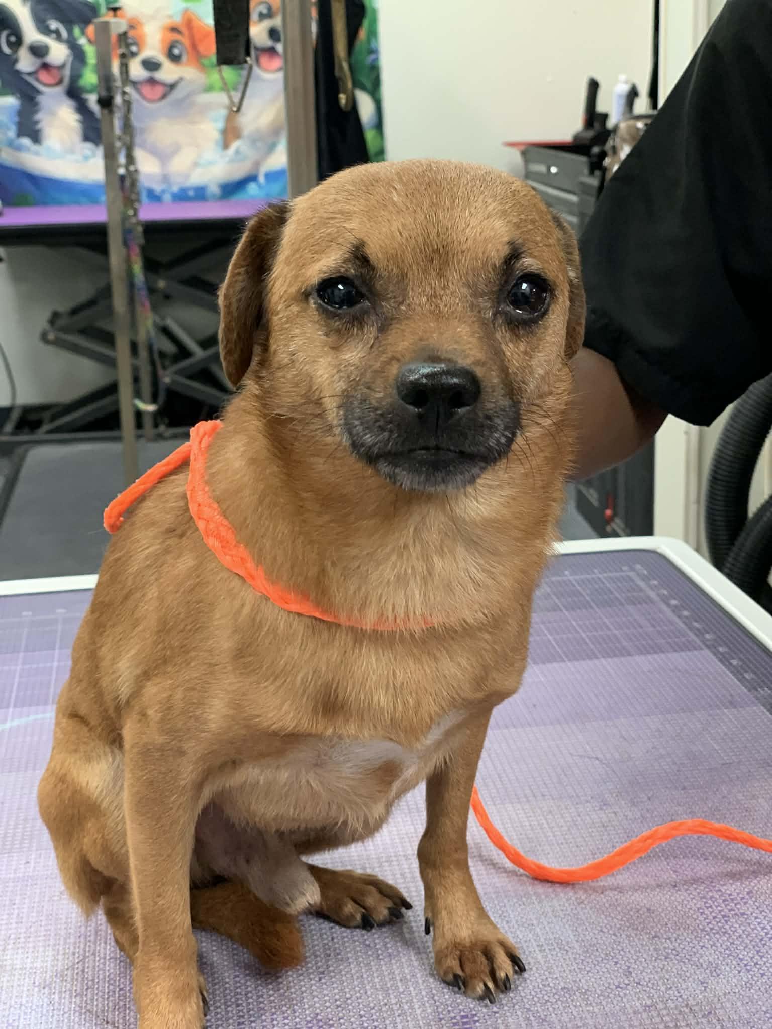 Harley, a ADOPTABLE mixed breed in Douglas, MA image 1/4