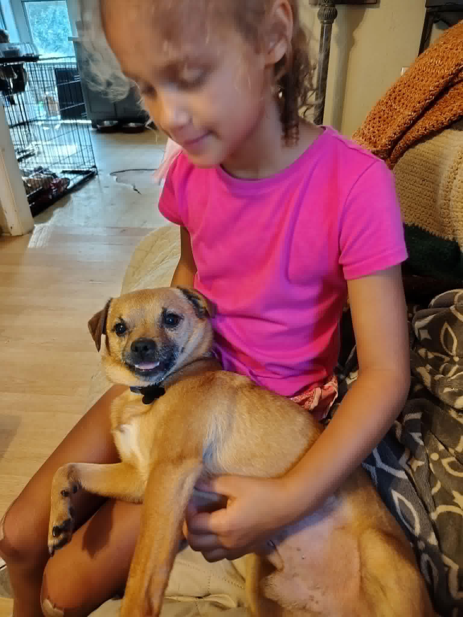 Harley, a ADOPTABLE mixed breed in Douglas, MA image 4/4