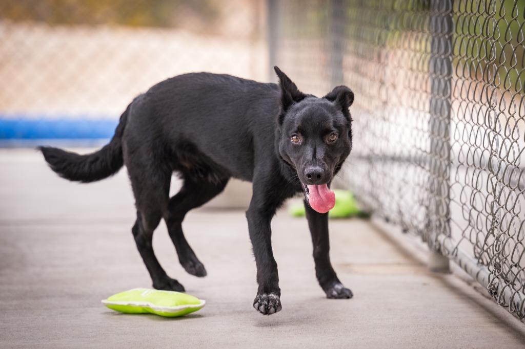 Shorty, Adoptable, Puppy Male Terrier & Australian Cattle Dog / Blue Heeler.