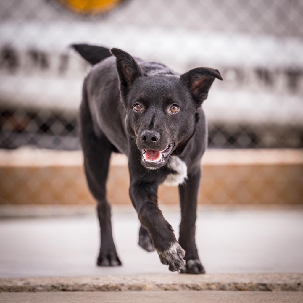Shorty, a Adoptable mixed breed in Twentynine Palms, CA image 2/5