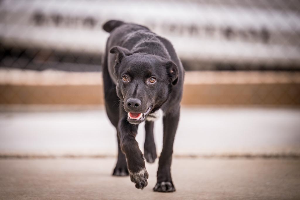 Shorty, a Adoptable mixed breed in Twentynine Palms, CA image 3/5