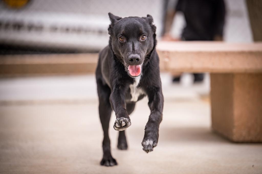Shorty, a Adoptable mixed breed in Twentynine Palms, CA image 4/5