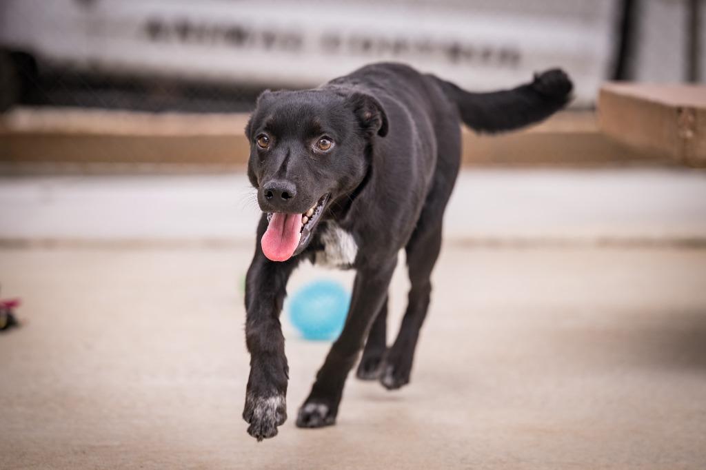 Shorty, a Adoptable mixed breed in Twentynine Palms, CA image 5/5