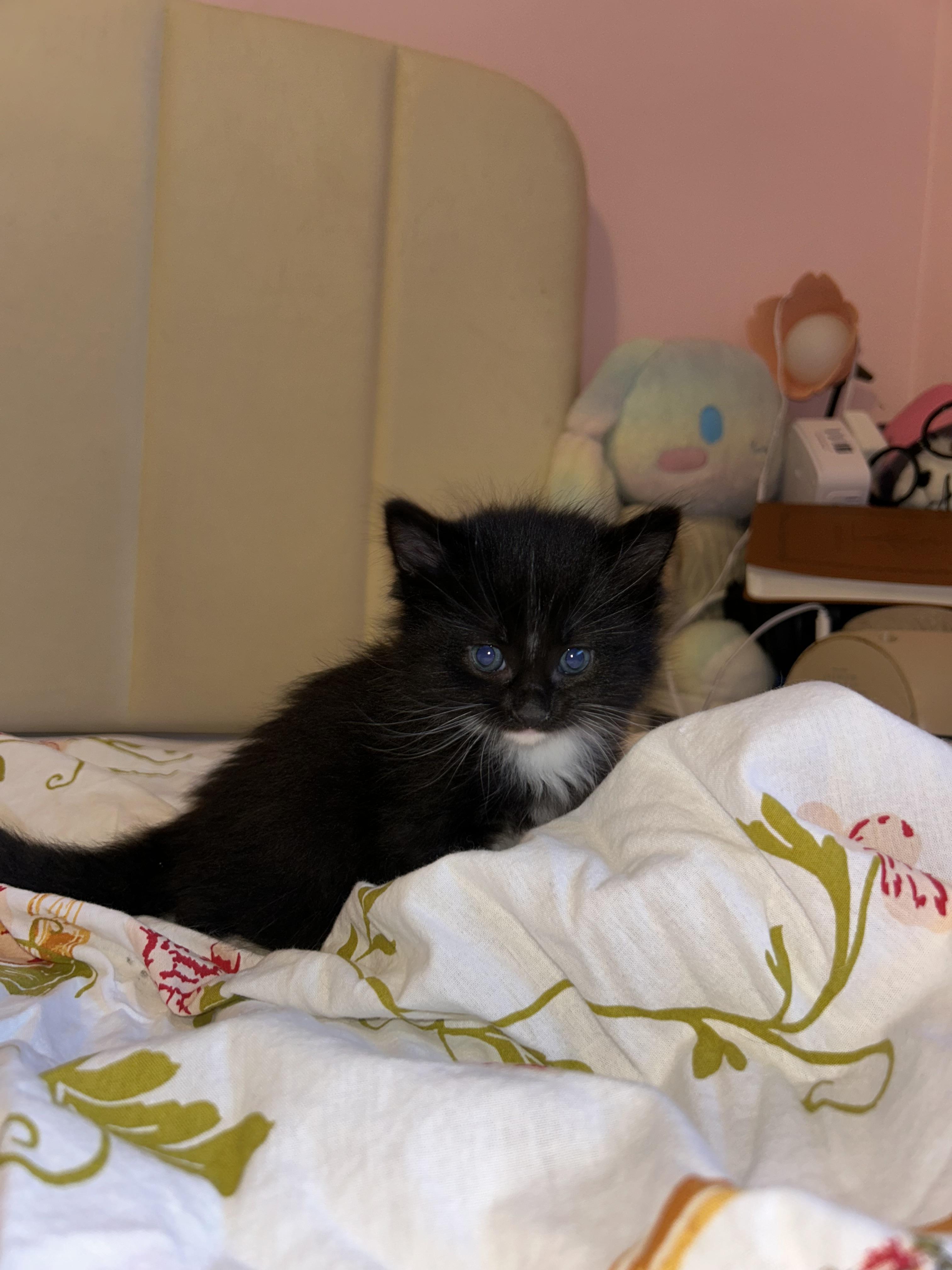 Azura, Adoptable, Kitten Female Domestic Short Hair.