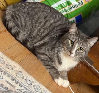Enlarge Edison , an adoptable Domestic Short Hair in New Cumberland, PA image 4/5