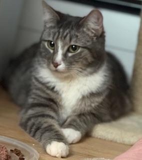 Enlarge Edison , an adoptable Domestic Short Hair in New Cumberland, PA image 3/5
