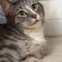 Edison , adoptable, Young Male Domestic Short Hair.