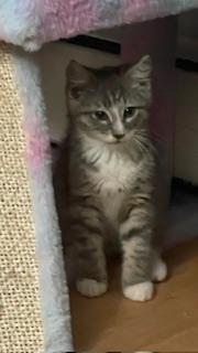 Enlarge Edison , an adoptable Domestic Short Hair in New Cumberland, PA image 2/5