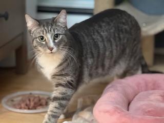 Enlarge Edison , an adoptable Domestic Short Hair in New Cumberland, PA image 5/5