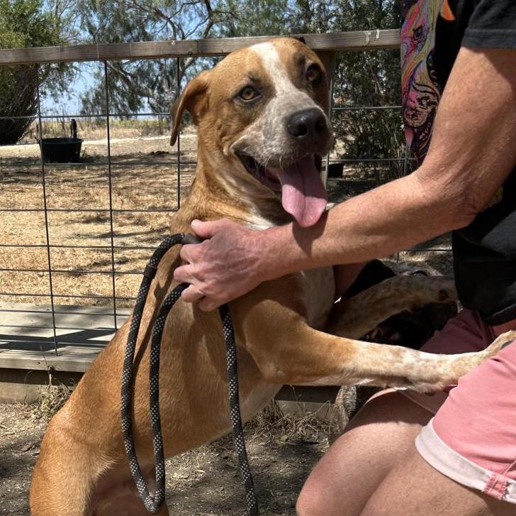 Enlarge Beasley, a Adoptable mixed breed in New Braunfels, TX image 2/6