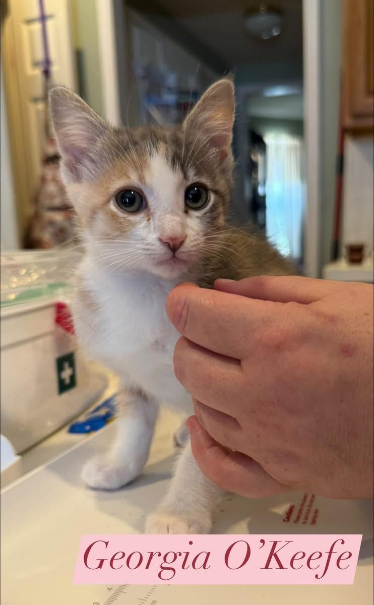 Enlarge Georgia O'Keefe, a Adoptable mixed breed in Houston, TX image 5/5