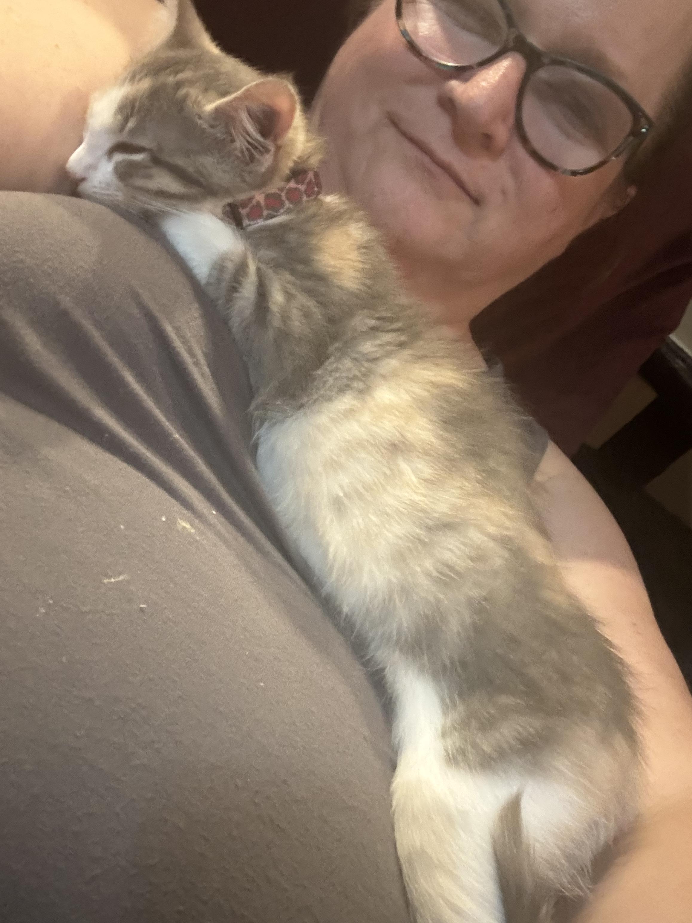 Enlarge Georgia O'Keefe, a Adoptable mixed breed in Houston, TX image 2/5