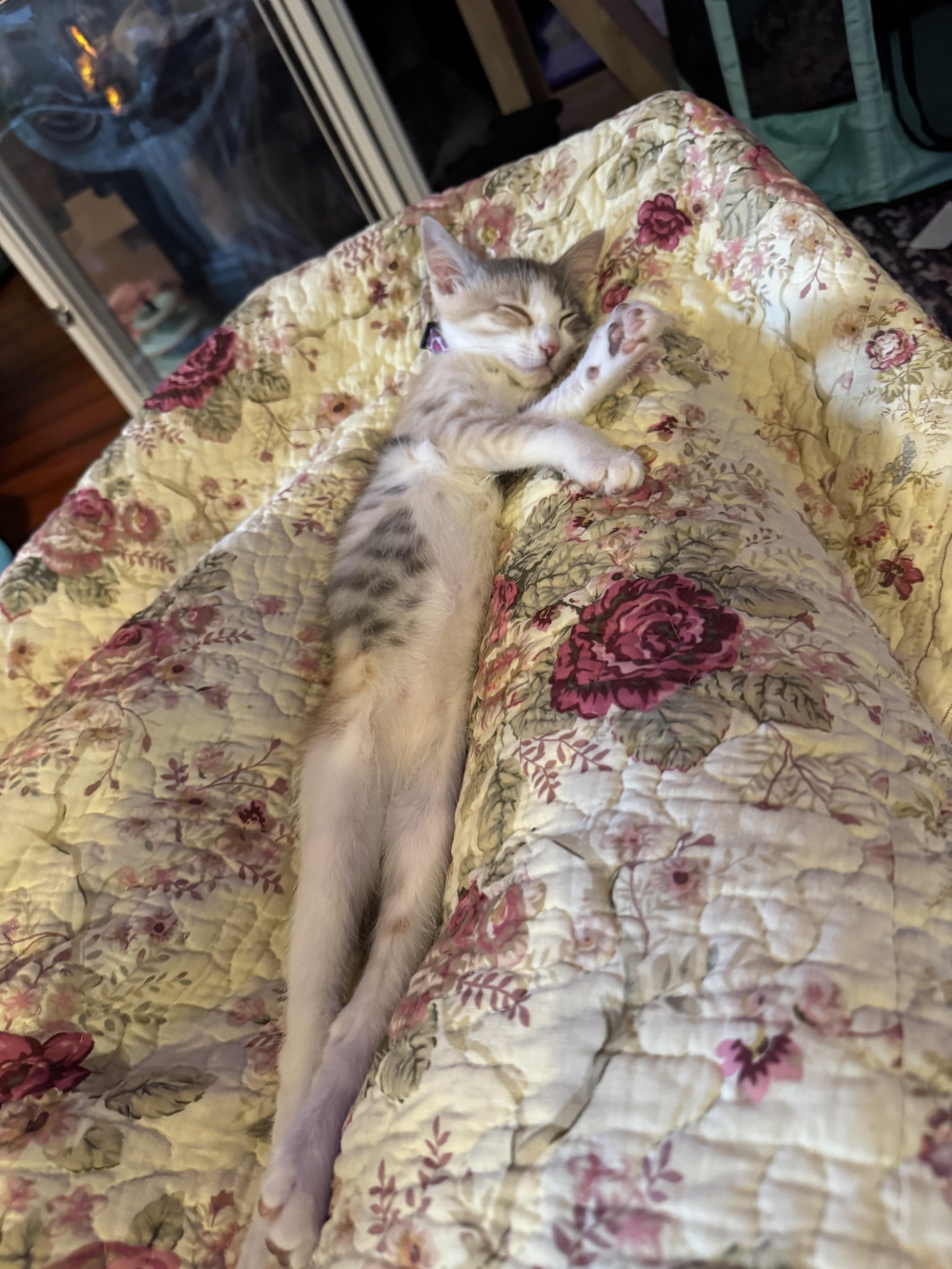 Enlarge Georgia O'Keefe, a Adoptable mixed breed in Houston, TX image 3/5