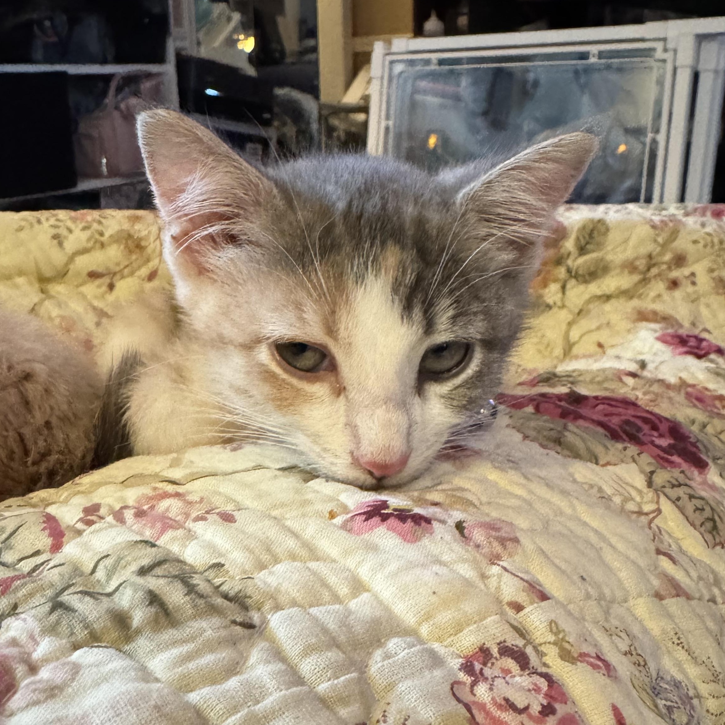 Georgia O'Keefe, Adoptable, Kitten Female Domestic Short Hair & Tortoiseshell.