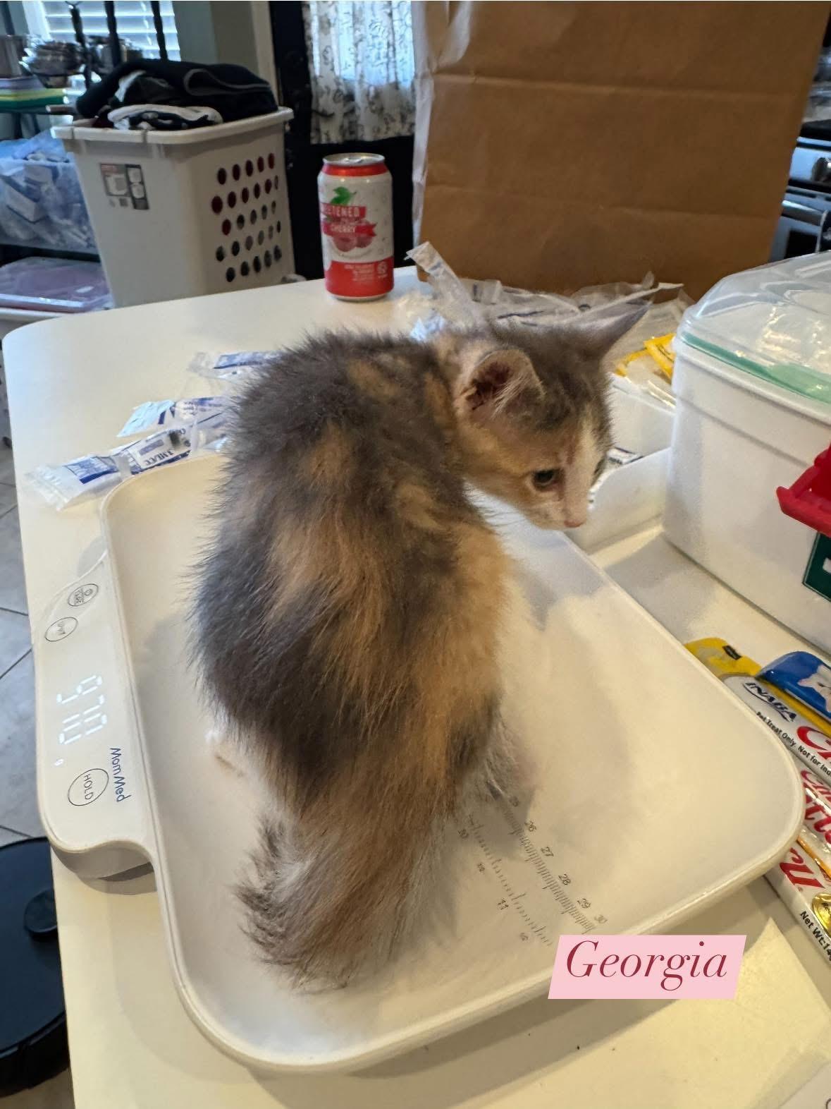 Enlarge Georgia O'Keefe, a Adoptable mixed breed in Houston, TX image 4/5