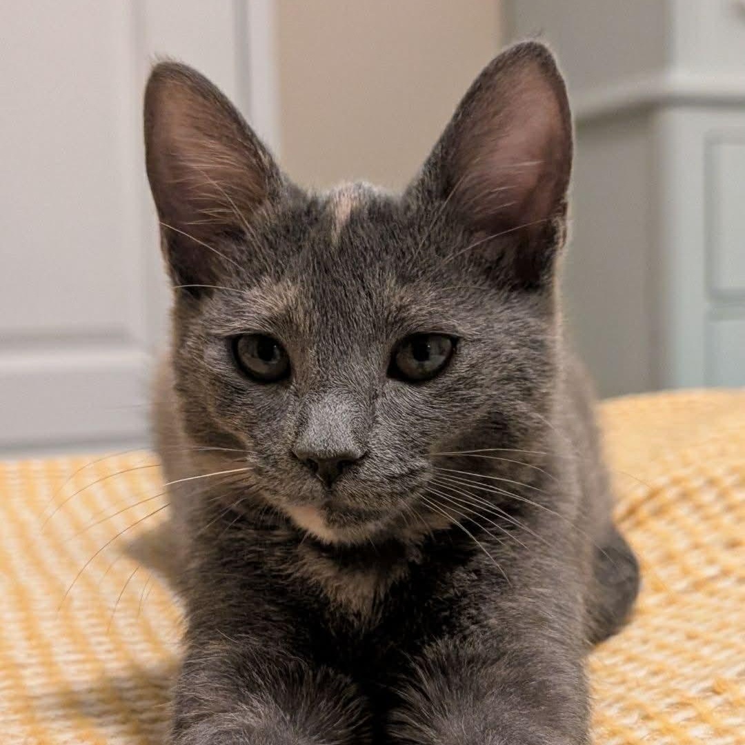 Enlarge Sage, an adopted Domestic Short Hair in Mississippi State, MS image 2/6