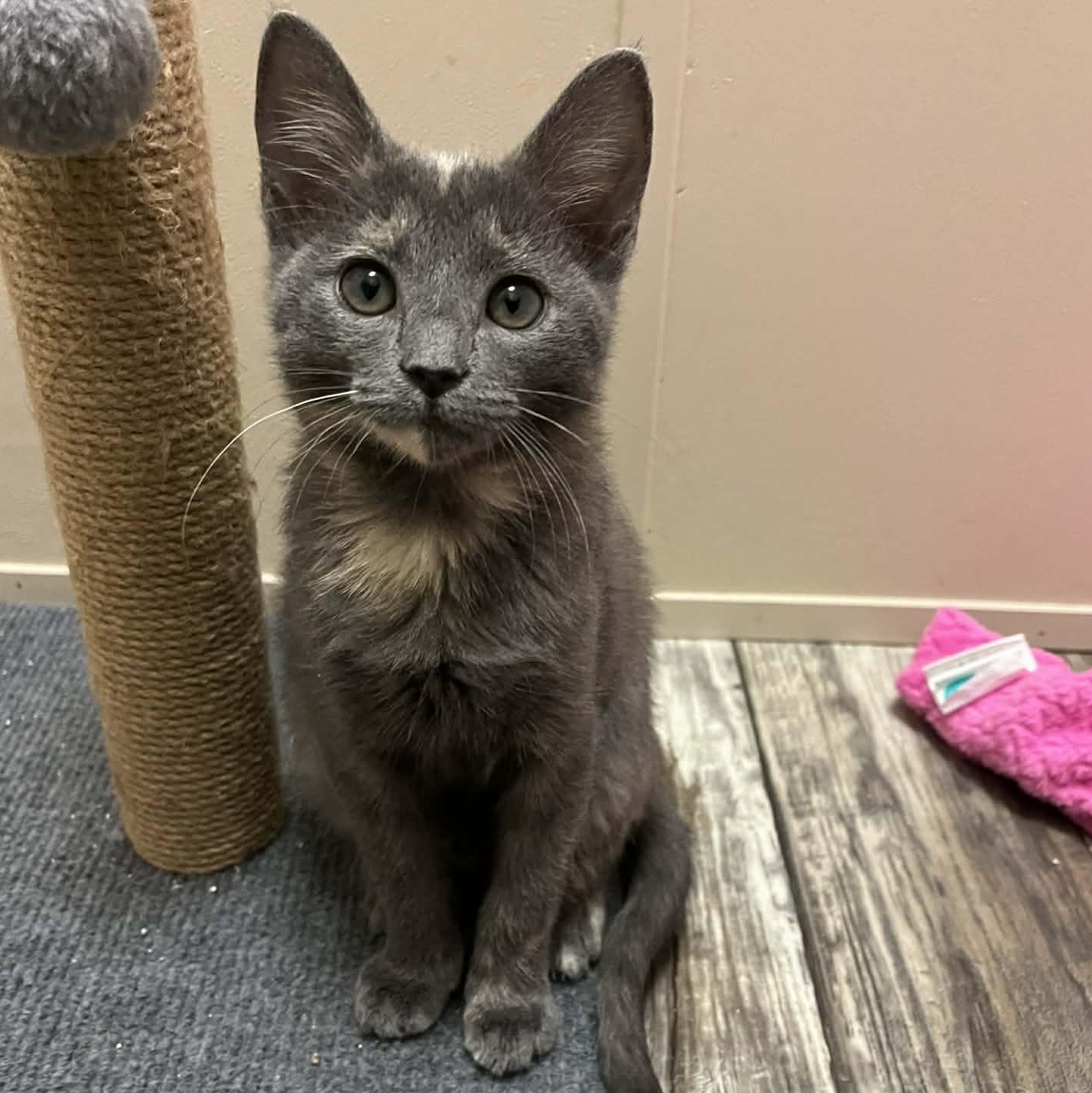 Enlarge Sage, an adopted Domestic Short Hair in Mississippi State, MS image 1/6