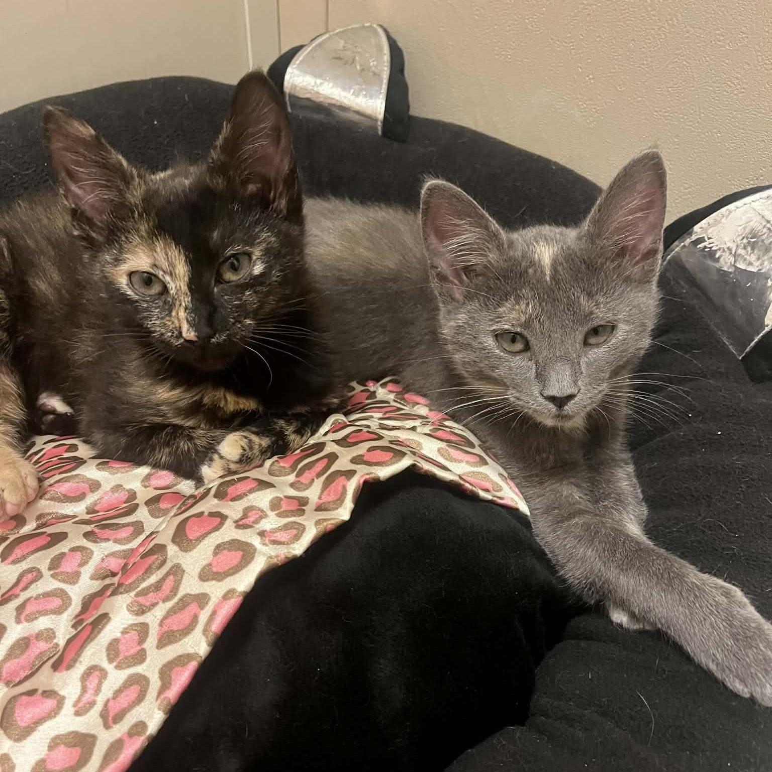 Enlarge Sage, an adopted Domestic Short Hair in Mississippi State, MS image 5/6