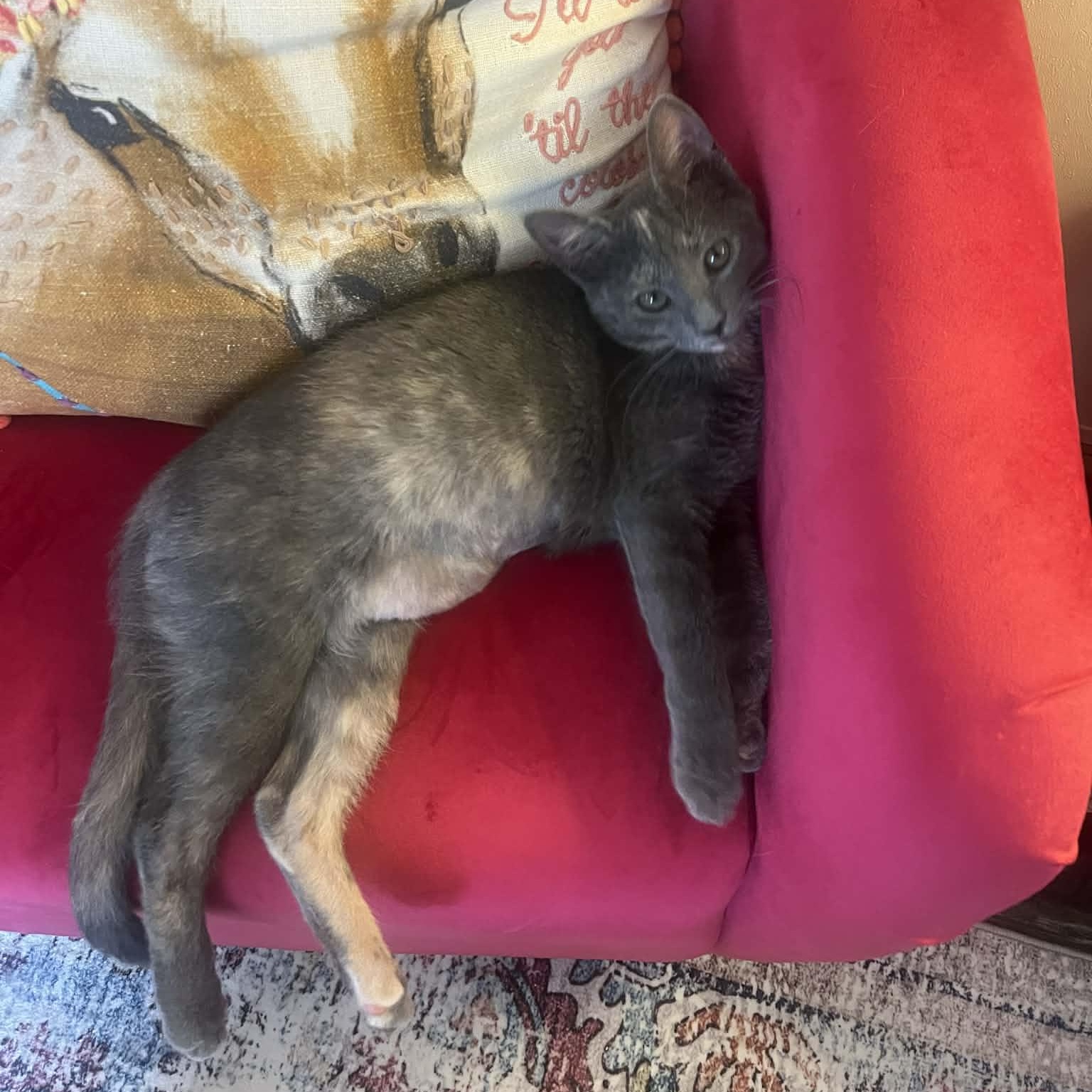 Enlarge Sage, an adopted Domestic Short Hair in Mississippi State, MS image 3/6