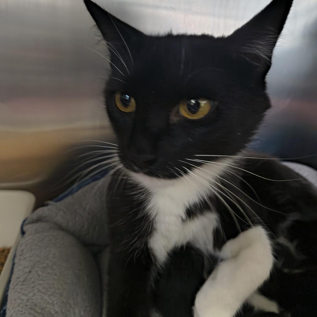 Dior, Adoptable, Young Female Domestic Short Hair.