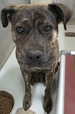 Shay , ADOPTABLE, Adult Female Boxer & Pit Bull Terrier.
