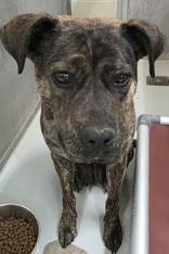 Enlarge Shay , a ADOPTABLE mixed breed in Edgewood, NM image 2/4