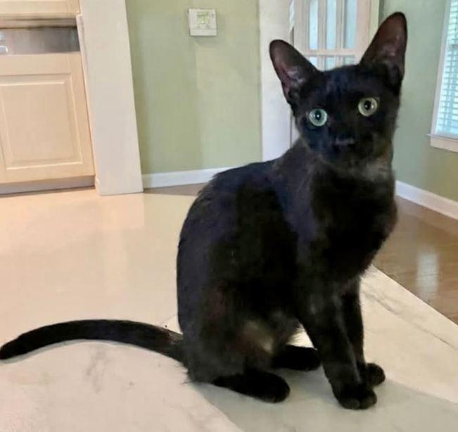 Raven, Adoptable, Kitten Female Domestic Short Hair.