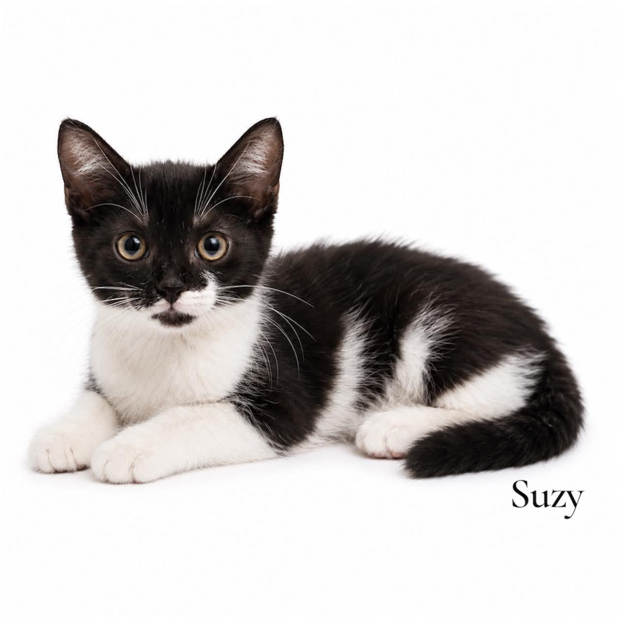 Suzy, ADOPTABLE, Kitten Female Domestic Short Hair.