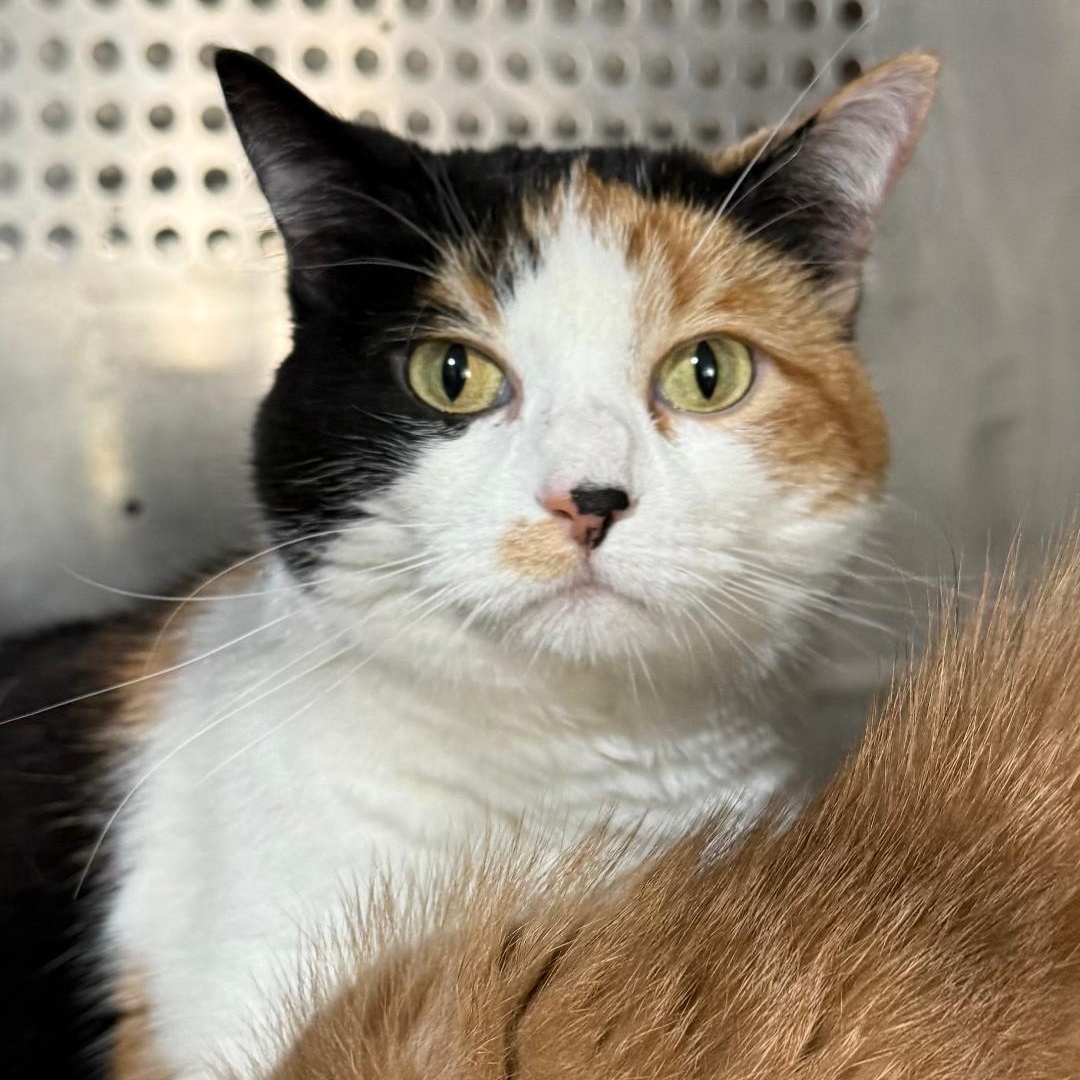 LUCY, ADOPTABLE, Adult Female Domestic Short Hair.