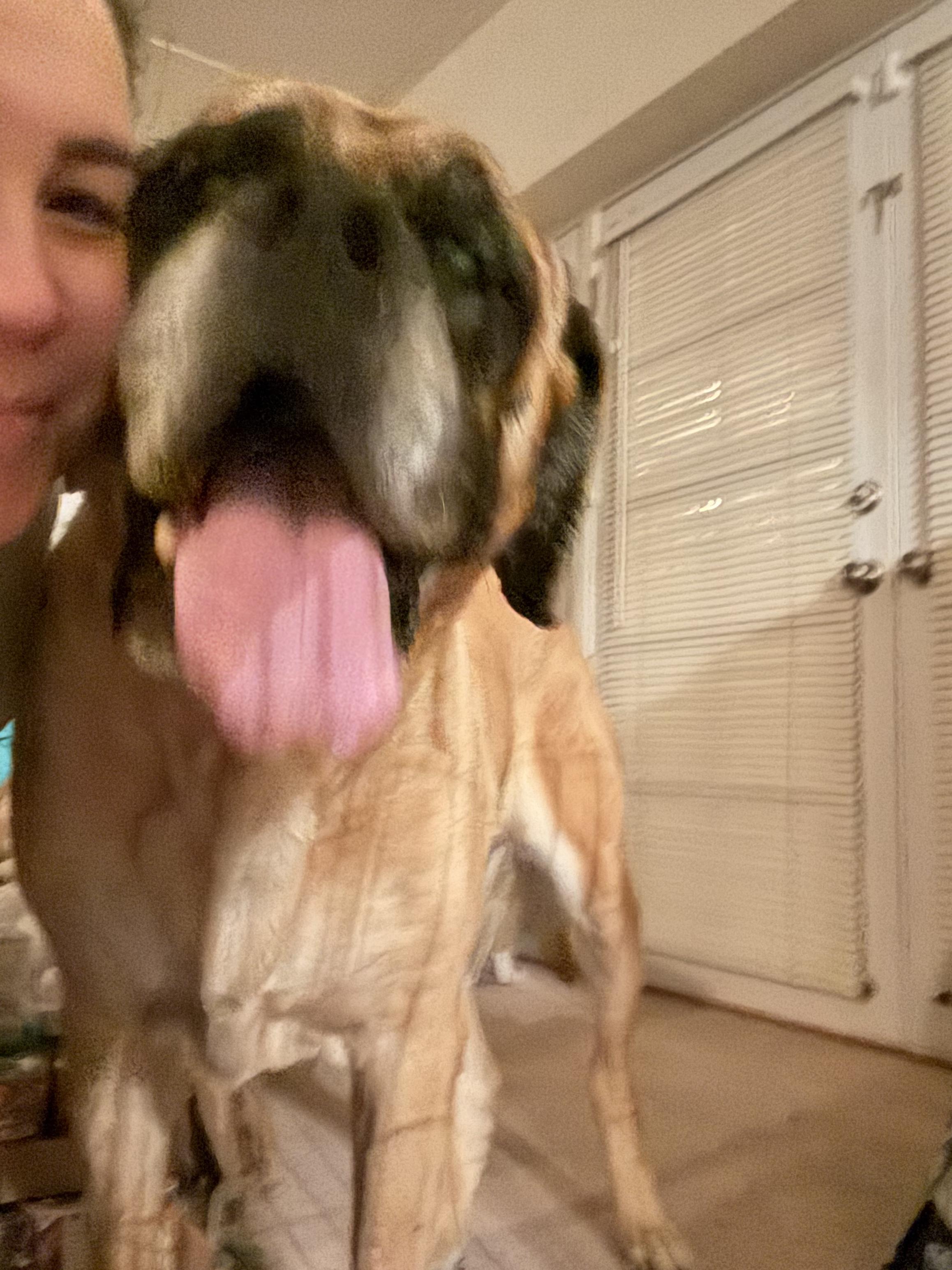 Zena, ADOPTABLE, Senior Female Mastiff.