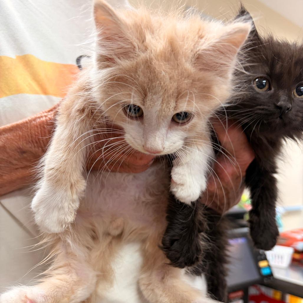 Duke, Adoptable, Kitten Male Domestic Long Hair.