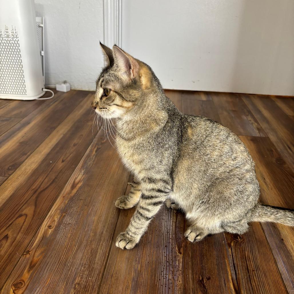 Enlarge Wiley E., a Adoptable Domestic Short Hair in Midland, TX image 1/4