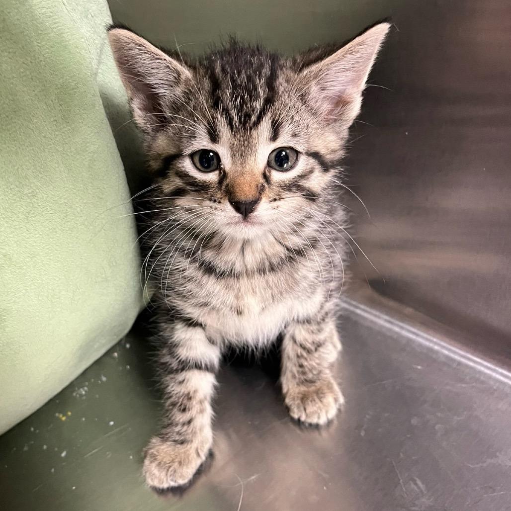 Enlarge Wiley E., a Adoptable Domestic Short Hair in Midland, TX image 2/4