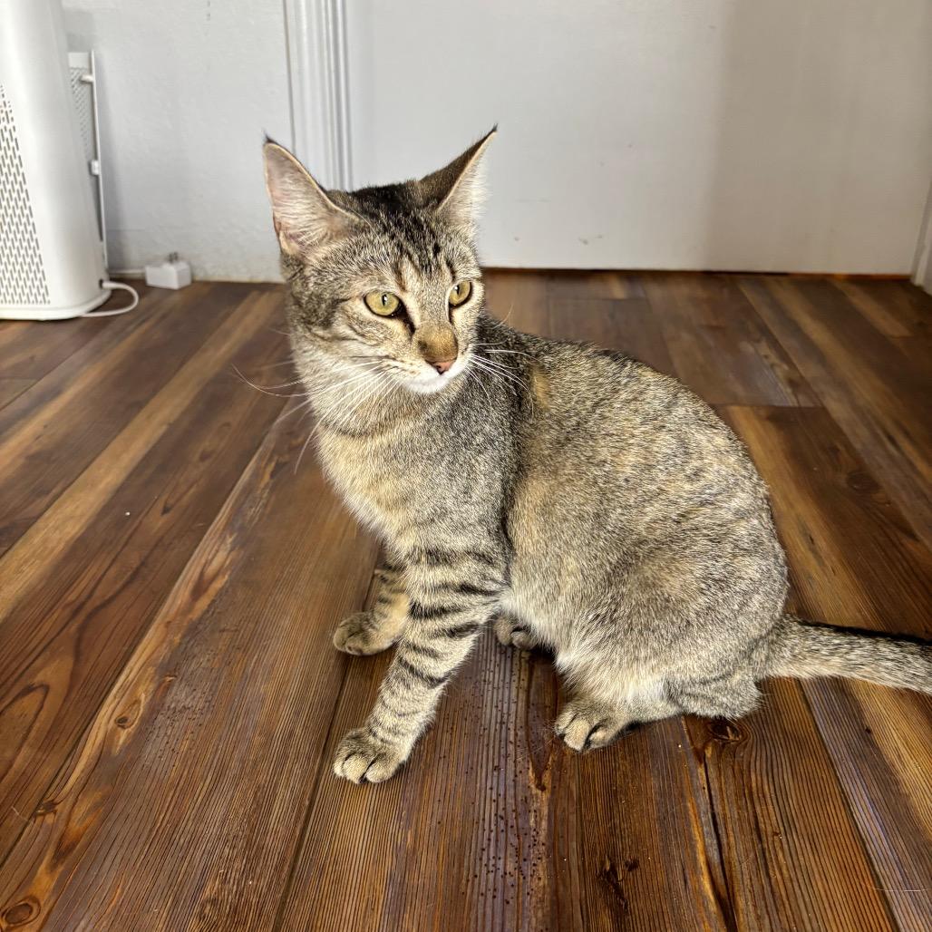 Enlarge Wiley E., a Adoptable Domestic Short Hair in Midland, TX image 3/4