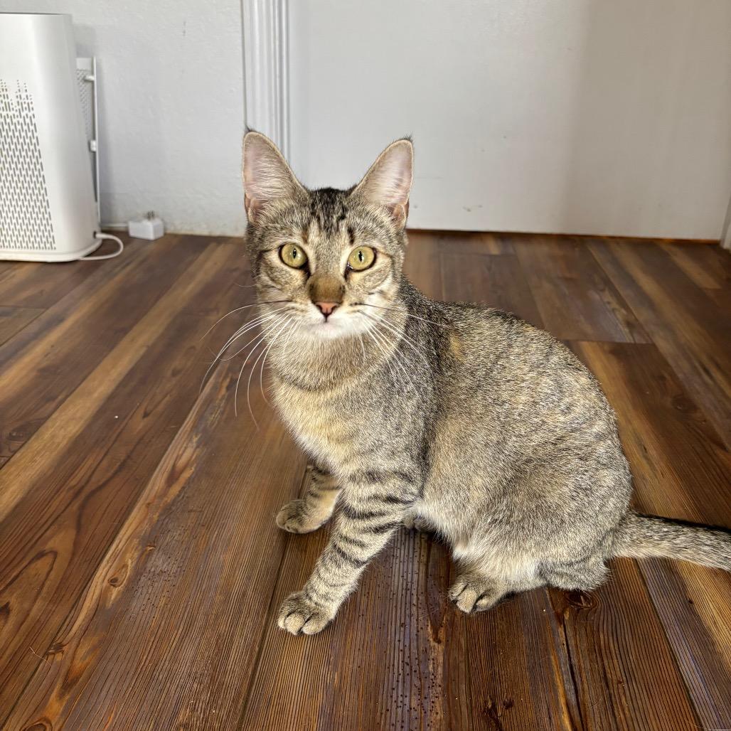 Enlarge Wiley E., a Adoptable Domestic Short Hair in Midland, TX image 4/4