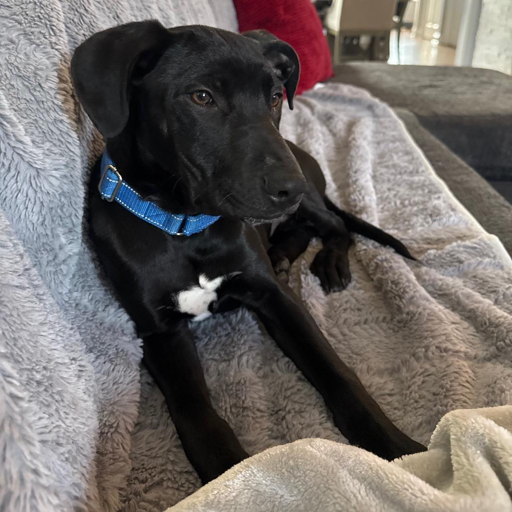 Enlarge Weezle, a Adoptable mixed breed in Staten Island, NY image 1/6