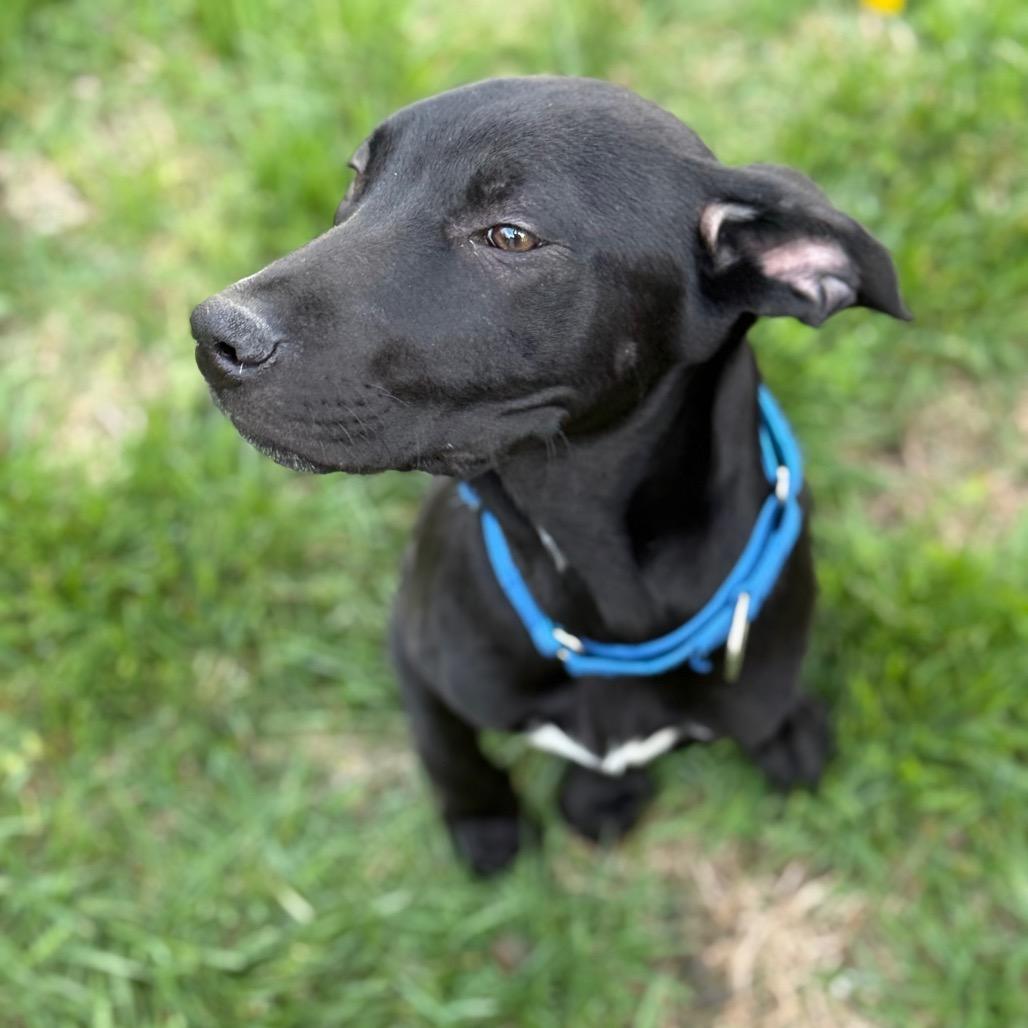 Enlarge Weezle, a Adoptable mixed breed in Staten Island, NY image 2/6