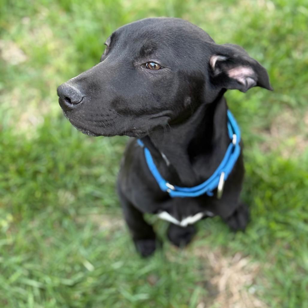 Enlarge Weezle, a Adoptable mixed breed in Staten Island, NY image 3/6