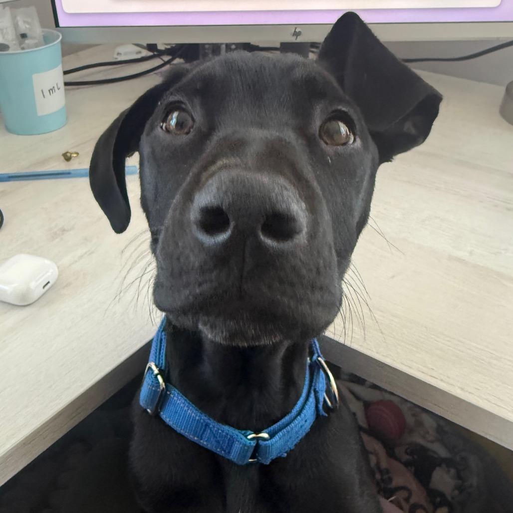 Enlarge Weezle, a Adoptable mixed breed in Staten Island, NY image 4/6